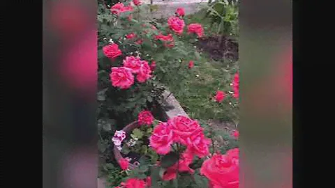 Розы Пламя Артека.