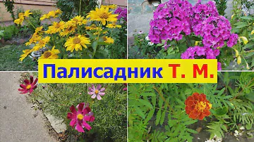 240712 Палисадник Тамары Михайловны цветы растения клумба местной жительницы улиц Октябрьская г Орёл