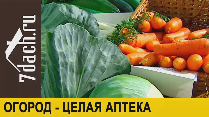🏡 Огородные растения - настоящая аптека - 7 дач